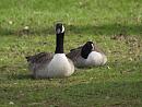 Click image for larger version. 

Name:	SH9749 -1004 09 -Canada_Goose.jpg 
Views:	395 
Size:	285.5 KB 
ID:	13370