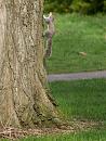 Click image for larger version. 

Name:	SH9771 -1004 09-Squirrel.jpg 
Views:	391 
Size:	301.0 KB 
ID:	13372