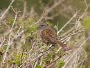 Click image for larger version. 

Name:	dunnock_P4110298.jpg 
Views:	442 
Size:	297.2 KB 
ID:	13400