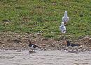 Click image for larger version. 

Name:	oystercatchers_P4110282.jpg 
Views:	435 
Size:	275.7 KB 
ID:	13401