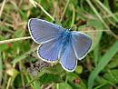 Click image for larger version. 

Name:	Cernay July 07 - 0020  Common Blue Polyommatus icarus male - SHRUNK.jpg 
Views:	390 
Size:	206.5 KB 
ID:	1341