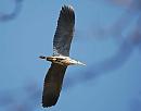 Click image for larger version. 

Name:	Grey Heron Ardea Ardea cinerea DSC_0406.jpg 
Views:	175 
Size:	46.1 KB 
ID:	13411
