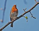 Click image for larger version. 

Name:	Robin (Erithacus rubecula) DSC_0512.jpg 
Views:	132 
Size:	76.2 KB 
ID:	13414