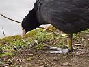 Click image for larger version. 

Name:	SH0164 -1004 09-Coot-Fulica_atra.jpg 
Views:	182 
Size:	367.0 KB 
ID:	13419