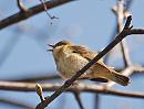 Click image for larger version. 

Name:	Chiffchaff, Phylloscopus collybita DSC_0066.jpg 
Views:	236 
Size:	79.0 KB 
ID:	13428