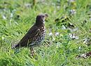 Click image for larger version. 

Name:	Song Thrush - Turdus philomelos_ DSC_0003.jpg 
Views:	195 
Size:	129.8 KB 
ID:	13451