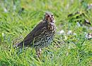 Click image for larger version. 

Name:	Song Thrush - Turdus philomelos_ DSC_0027.jpg 
Views:	236 
Size:	148.3 KB 
ID:	13452