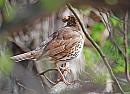 Click image for larger version. 

Name:	Song Thrush - Turdus philomelos_ DSC_0076.jpg 
Views:	290 
Size:	92.7 KB 
ID:	13453