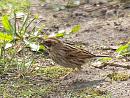 Click image for larger version. 

Name:	reed_bunting_P4150386.jpg 
Views:	461 
Size:	137.0 KB 
ID:	13465