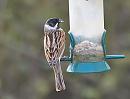 Click image for larger version. 

Name:	reed_bunting_P4150416.jpg 
Views:	431 
Size:	60.4 KB 
ID:	13466