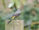 Click image for larger version. 

Name:	Grey Wagtail (Motacilla cinerea) DSC_0170.JPG 
Views:	225 
Size:	65.2 KB 
ID:	13474