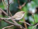 Click image for larger version. 

Name:	Willow Warbler (Phylloscopus trochilus) DSC_0103.jpg 
Views:	239 
Size:	79.9 KB 
ID:	13505