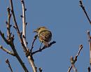 Click image for larger version. 

Name:	willow_warbler_P4180556.jpg 
Views:	187 
Size:	87.2 KB 
ID:	13509