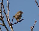 Click image for larger version. 

Name:	willow_warbler_P4180563.jpg 
Views:	183 
Size:	53.9 KB 
ID:	13510