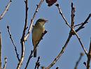 Click image for larger version. 

Name:	willow_warbler_P4180623.jpg 
Views:	175 
Size:	95.1 KB 
ID:	13511