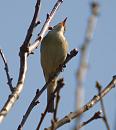 Click image for larger version. 

Name:	willow_warbler_P4180631.jpg 
Views:	183 
Size:	90.8 KB 
ID:	13512