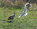 Click image for larger version. 

Name:	goose_attack_P4180665.jpg 
Views:	231 
Size:	309.5 KB 
ID:	13513