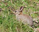 Click image for larger version. 

Name:	Rabbit (Oryctolagus cuniculus)DSC_0181.JPG 
Views:	149 
Size:	200.1 KB 
ID:	13529