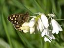 Click image for larger version. 

Name:	SH1669 -1004 21-Speckled_Wood-Pararge_aegeria.jpg 
Views:	167 
Size:	340.5 KB 
ID:	13559