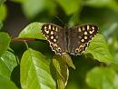Click image for larger version. 

Name:	SH1708 -1004 21-Speckled_Wood-Pararge_aegeria.jpg 
Views:	168 
Size:	300.3 KB 
ID:	13560
