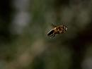 Click image for larger version. 

Name:	SH1747 -1004 21-Hoverfly.jpg 
Views:	237 
Size:	249.1 KB 
ID:	13566