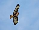 Click image for larger version. 

Name:	Buzzard (Buteo buteo)  DSC_0089.jpg 
Views:	181 
Size:	54.7 KB 
ID:	13567