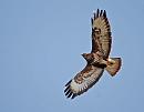 Click image for larger version. 

Name:	Buzzard (Buteo buteo)  DSC_0094.jpg 
Views:	195 
Size:	56.9 KB 
ID:	13568