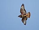 Click image for larger version. 

Name:	Buzzard (Buteo buteo)  DSC_0095.jpg 
Views:	172 
Size:	58.1 KB 
ID:	13569