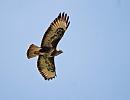 Click image for larger version. 

Name:	Buzzard (Buteo buteo)  DSC_0106.jpg 
Views:	172 
Size:	52.9 KB 
ID:	13570
