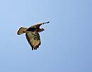 Click image for larger version. 

Name:	Buzzard (Buteo buteo)  DSC_0107.jpg 
Views:	177 
Size:	45.0 KB 
ID:	13571