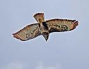 Click image for larger version. 

Name:	Buzzard (Buteo buteo)  DSC_0108.jpg 
Views:	171 
Size:	72.5 KB 
ID:	13572