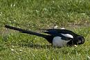 Click image for larger version. 

Name:	SH1922 -1004 21-Magpie.jpg 
Views:	168 
Size:	398.3 KB 
ID:	13583