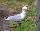 Click image for larger version. 

Name:	Herring Gull, Larus argentatus DSC_0066.JPG 
Views:	191 
Size:	145.2 KB 
ID:	13595