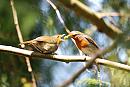 Click image for larger version. 

Name:	Robin, Erithacus rubecula DSC_0046.jpg 
Views:	145 
Size:	90.6 KB 
ID:	13603