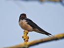 Click image for larger version. 

Name:	Swallow (Hirundo rustica) DSC_0001.jpg 
Views:	1476 
Size:	61.6 KB 
ID:	13607