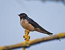 Click image for larger version. 

Name:	Swallow (Hirundo rustica) DSC_0008.jpg 
Views:	271 
Size:	71.0 KB 
ID:	13608