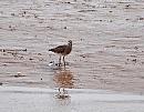 Click image for larger version. 

Name:	Whimbrel (Numenius phaeopus) DSC_0128.jpg 
Views:	199 
Size:	135.7 KB 
ID:	13616