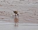 Click image for larger version. 

Name:	Whimbrel (Numenius phaeopus) DSC_0132.jpg 
Views:	203 
Size:	101.5 KB 
ID:	13617