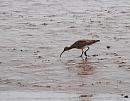 Click image for larger version. 

Name:	Whimbrel (Numenius phaeopus) DSC_0143.jpg 
Views:	207 
Size:	107.2 KB 
ID:	13618