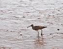 Click image for larger version. 

Name:	Whimbrel (Numenius phaeopus) DSC_0145.jpg 
Views:	193 
Size:	145.5 KB 
ID:	13619