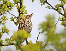 Click image for larger version. 

Name:	Sml Song Thrush (Turdus philomelos) DSC_0083.jpg 
Views:	362 
Size:	45.1 KB 
ID:	13622