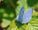 Click image for larger version. 

Name:	Holly Blue (Celastrina argiolus)  DSC_0207.jpg 
Views:	161 
Size:	102.7 KB 
ID:	13669