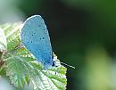 Click image for larger version. 

Name:	Holly Blue (Celastrina argiolus) DSC_0153.jpg 
Views:	194 
Size:	91.5 KB 
ID:	13670