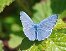 Click image for larger version. 

Name:	Holly Blue (Celastrina argiolus) DSC_0216.jpg 
Views:	163 
Size:	99.0 KB 
ID:	13672