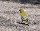 Click image for larger version. 

Name:	Greenfinch (Carduelis chloris) DSC_0181.jpg 
Views:	189 
Size:	124.8 KB 
ID:	13677