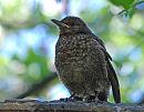 Click image for larger version. 

Name:	Blackbird (Turdus merula) DSC_0160.jpg 
Views:	2192 
Size:	104.2 KB 
ID:	13729