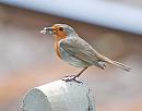 Click image for larger version. 

Name:	Robin (Erithacus rubecula) DSC_0095.jpg 
Views:	126 
Size:	70.4 KB 
ID:	13735
