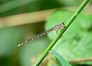 Click image for larger version. 

Name:	Ochre Threadtail damselfly.JPG 
Views:	200 
Size:	155.3 KB 
ID:	1378