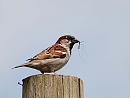 Click image for larger version. 

Name:	House Sparrow (Passer domesticus) DSC_0171.jpg 
Views:	195 
Size:	62.0 KB 
ID:	13782