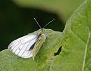 Click image for larger version. 

Name:	Green-veined White (Pieris napi) DSC_0215.jpg 
Views:	169 
Size:	82.7 KB 
ID:	13786